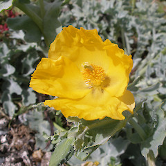 Glaucium flavum.<br>Photographer: John Sawyer, Licence: <a target='_blank' href='https://creativecommons.org/licenses/by-nc/4.0'>CC BY-NC</a>.
