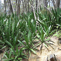 Furcraea foetida.<br>Photographer: Bec Stanley, Licence: <a target='_blank' href='https://creativecommons.org/licenses/by-sa/4.0'>CC BY-SA</a>.