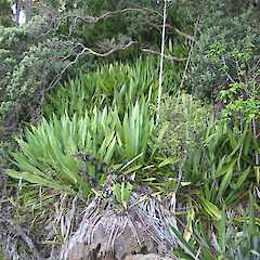 Furcraea foetida.<br>Photographer: Bec Stanley, Licence: <a target='_blank' href='https://creativecommons.org/licenses/by-sa/4.0'>CC BY-SA</a>. <a class='member-message' href='/nzpcn/why-join-nzpcn/' target='_blank'>Members can view a larger version of this image.</a>