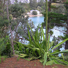 Furcraea foetida - Mansion House Bay, Kawai Island.<br>Photographer: Mike Wilcox, Date taken: 31/05/2005, Licence: All rights reserved. <a class='member-message' href='/nzpcn/why-join-nzpcn/' target='_blank'>Members can view a larger version of this image.</a>