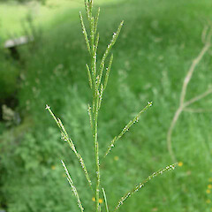Glyceria plicata.<br>Photographer: John Smith-Dodsworth, Licence: <a target='_blank' href='https://creativecommons.org/licenses/by-nc/4.0'>CC BY-NC</a>. <a class='member-message' href='/nzpcn/why-join-nzpcn/' target='_blank'>Members can view a larger version of this image.</a>