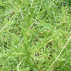Galium aparine.<br>Photographer: John Smith-Dodsworth, Licence: <a target='_blank' href='https://creativecommons.org/licenses/by-nc/4.0'>CC BY-NC</a>.