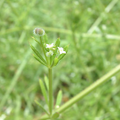 Galium aparine.<br>Photographer: John Smith-Dodsworth, Licence: <a target='_blank' href='https://creativecommons.org/licenses/by-nc/4.0'>CC BY-NC</a>.