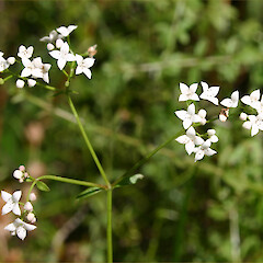 Galium palustre subsp. palustre
