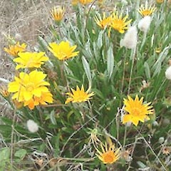 Gazania rigens