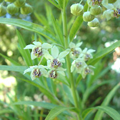 Gomphocarpus fruticosus.<br>Photographer: John Smith-Dodsworth, Licence: <a target='_blank' href='https://creativecommons.org/licenses/by-nc/4.0'>CC BY-NC</a>.