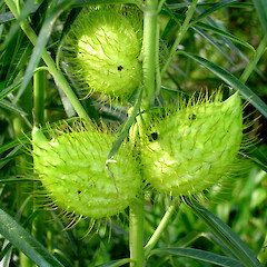Gomphocarpus fruticosus.<br>Photographer: Peter J de Lange, Licence: <a target='_blank' href='https://creativecommons.org/licenses/by-nc/4.0'>CC BY-NC</a>. <a class='member-message' href='/nzpcn/why-join-nzpcn/' target='_blank'>Members can view a larger version of this image.</a>