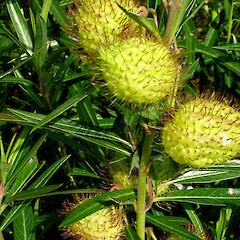 Gomphocarpus fruticosus.<br>Photographer: Peter J de Lange, Licence: <a target='_blank' href='https://creativecommons.org/licenses/by-nc/4.0'>CC BY-NC</a>. <a class='member-message' href='/nzpcn/why-join-nzpcn/' target='_blank'>Members can view a larger version of this image.</a>
