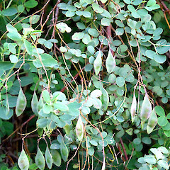 Fruiting plant; Meeting-of-the-Waters, Taranaki.<br>Photographer: Graeme La Cock, Date taken: 24/11/2010, Licence: <a target='_blank' href='https://creativecommons.org/licenses/by-nc/4.0'>CC BY-NC</a>. <a class='member-message' href='/nzpcn/why-join-nzpcn/' target='_blank'>Members can view a larger version of this image.</a>