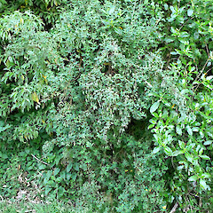 Fruiting shrub on forest edge; Meeting-of-the-Waters, Taranaki.<br>Photographer: Graeme La Cock, Date taken: 24/11/2010, Licence: <a target='_blank' href='https://creativecommons.org/licenses/by-nc/4.0'>CC BY-NC</a>. <a class='member-message' href='/nzpcn/why-join-nzpcn/' target='_blank'>Members can view a larger version of this image.</a>