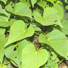 Ipomoea batatas