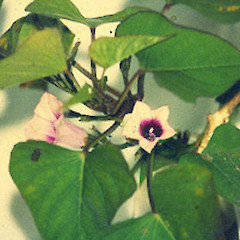 Ipomoea batatas.<br>Photographer: John Smith-Dodsworth, Licence: <a target='_blank' href='https://creativecommons.org/licenses/by-nc/4.0'>CC BY-NC</a>.