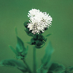 Gymnocoronis spilanthoides.<br>Photographer: Auckland Regional Council, Licence: Public domain.