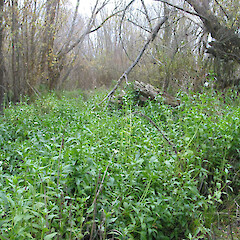 Habitat of Gymnocoronis spilanthoides.<br>Photographer: Paul Champion, Date taken: 09/05/2007, Licence: All rights reserved. <a class='member-message' href='/nzpcn/why-join-nzpcn/' target='_blank'>Members can view a larger version of this image.</a>