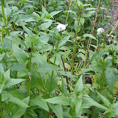Flowering Gymnocoronis spilanthoides.<br>Photographer: Paul Champion, Date taken: 16/05/2012, Licence: All rights reserved. <a class='member-message' href='/nzpcn/why-join-nzpcn/' target='_blank'>Members can view a larger version of this image.</a>