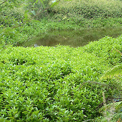 Habitat of Gymnocoronis spilanthoides.<br>Photographer: Philip Mabin, Date taken: 28/08/2007, Licence: All rights reserved. <a class='member-message' href='/nzpcn/why-join-nzpcn/' target='_blank'>Members can view a larger version of this image.</a>