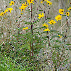 Roadside near Ruamahanga River, Gladstone, Wairarapa.<br>Photographer: Patrick Enright, Date taken: 22/03/2014, Licence: All rights reserved. <a class='member-message' href='/nzpcn/why-join-nzpcn/' target='_blank'>Members can view a larger version of this image.</a>