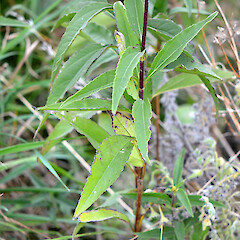 Cauline (stem) leaves; roadside near Ruamahanga River, Gladstone, Wairarapa.<br>Photographer: Patrick Enright, Date taken: 22/03/2014, Licence: All rights reserved. <a class='member-message' href='/nzpcn/why-join-nzpcn/' target='_blank'>Members can view a larger version of this image.</a>