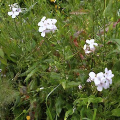 Hesperis matronalis.<br>Photographer: John Smith-Dodsworth, Licence: <a target='_blank' href='https://creativecommons.org/licenses/by-nc/4.0'>CC BY-NC</a>. <a class='member-message' href='/nzpcn/why-join-nzpcn/' target='_blank'>Members can view a larger version of this image.</a>