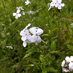 Hesperis matronalis.<br>Photographer: John Smith-Dodsworth, Licence: <a target='_blank' href='https://creativecommons.org/licenses/by-nc/4.0'>CC BY-NC</a>. <a class='member-message' href='/nzpcn/why-join-nzpcn/' target='_blank'>Members can view a larger version of this image.</a>
