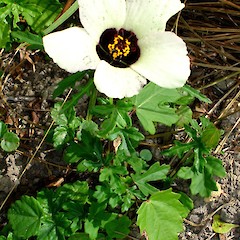 Hibiscus trionum.<br>Photographer: Peter J de Lange, Licence: <a target='_blank' href='https://creativecommons.org/licenses/by-nc/4.0'>CC BY-NC</a>.
