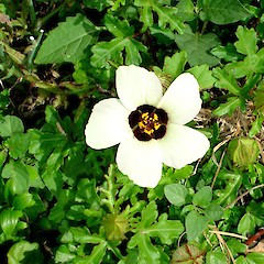 Hibiscus trionum.<br>Photographer: Peter J de Lange, Licence: <a target='_blank' href='https://creativecommons.org/licenses/by-nc/4.0'>CC BY-NC</a>.