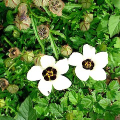 Hibiscus trionum.<br>Photographer: Peter J de Lange, Licence: <a target='_blank' href='https://creativecommons.org/licenses/by-nc/4.0'>CC BY-NC</a>.