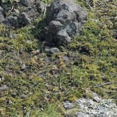 Ngapotiki, southern Wairarapa. Sep 2008.<br>Photographer: Tony Silbery, Licence: <a target='_blank' href='https://creativecommons.org/licenses/by-nc/4.0'>CC BY-NC</a>.