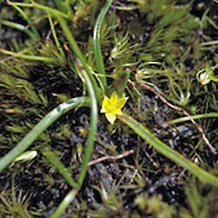 Ngapotiki, southern Wairarapa. Sep 2008.<br>Photographer: Tony Silbery, Licence: <a target='_blank' href='https://creativecommons.org/licenses/by-nc/4.0'>CC BY-NC</a>.