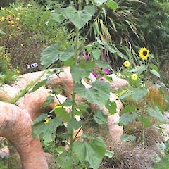 Helianthus annuus.<br>Photographer: John Smith-Dodsworth, Licence: <a target='_blank' href='https://creativecommons.org/licenses/by-nc/4.0'>CC BY-NC</a>.