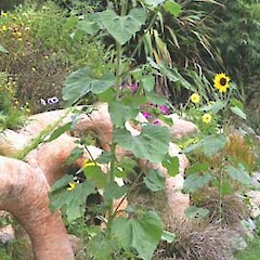 Helianthus annuus