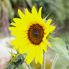 Helianthus annuus.<br>Photographer: John Smith-Dodsworth, Licence: <a target='_blank' href='https://creativecommons.org/licenses/by-nc/4.0'>CC BY-NC</a>.