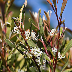 Paraparaumu. (Planted?).<br>Photographer: Jeremy R. Rolfe, Date taken: 08/10/2006, Licence: <a target='_blank' href='https://creativecommons.org/licenses/by/4.0'>CC BY</a>.