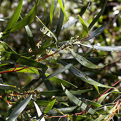 Coromandel.<br>Photographer: John Smith-Dodsworth, Licence: <a target='_blank' href='https://creativecommons.org/licenses/by-nc/4.0'>CC BY-NC</a>.