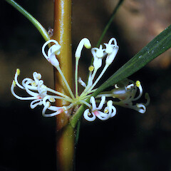Coromandel.<br>Photographer: John Smith-Dodsworth, Licence: <a target='_blank' href='https://creativecommons.org/licenses/by-nc/4.0'>CC BY-NC</a>.