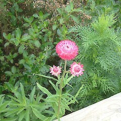 Xerochrysum bracteatum.<br>Photographer: John Smith-Dodsworth, Licence: <a target='_blank' href='https://creativecommons.org/licenses/by-nc/4.0'>CC BY-NC</a>. <a class='member-message' href='/nzpcn/why-join-nzpcn/' target='_blank'>Members can view a larger version of this image.</a>
