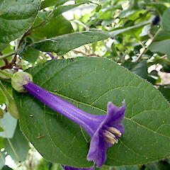 Kowhai Park, Whanganui.<br>Photographer: Colin C. Ogle, Date taken: 27/10/2013, Licence: <a target='_blank' href='https://creativecommons.org/licenses/by-nc/4.0'>CC BY-NC</a>. <a class='member-message' href='/nzpcn/why-join-nzpcn/' target='_blank'>Members can view a larger version of this image.</a>