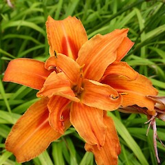 Hemerocallis fulva cv. ‘Kwanso’, Gordon Park, Whanganui.<br>Photographer: Colin C. Ogle, Date taken: 12/01/2016, Licence: <a target='_blank' href='https://creativecommons.org/licenses/by-nc/4.0'>CC BY-NC</a>. <a class='member-message' href='/nzpcn/why-join-nzpcn/' target='_blank'>Members can view a larger version of this image.</a>