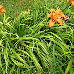 Hemerocallis fulva cv. ‘Kwanso’, Gordon Park, Whanganui.<br>Photographer: Colin C. Ogle, Date taken: 12/01/2016, Licence: <a target='_blank' href='https://creativecommons.org/licenses/by-nc/4.0'>CC BY-NC</a>. <a class='member-message' href='/nzpcn/why-join-nzpcn/' target='_blank'>Members can view a larger version of this image.</a>