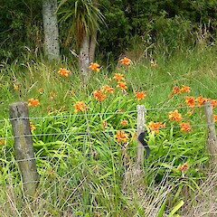 Hemerocallis fulva cv. ‘Kwanso’, Gordon Park, Whanganui.<br>Photographer: Colin C. Ogle, Date taken: 12/01/2016, Licence: <a target='_blank' href='https://creativecommons.org/licenses/by-nc/4.0'>CC BY-NC</a>. <a class='member-message' href='/nzpcn/why-join-nzpcn/' target='_blank'>Members can view a larger version of this image.</a>