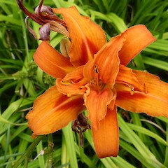 Hemerocallis fulva cv. ‘Kwanso’, Gordon Park SR, Whanganui.<br>Photographer: Colin C. Ogle, Date taken: 12/01/2016, Licence: <a target='_blank' href='https://creativecommons.org/licenses/by-nc/4.0'>CC BY-NC</a>. <a class='member-message' href='/nzpcn/why-join-nzpcn/' target='_blank'>Members can view a larger version of this image.</a>