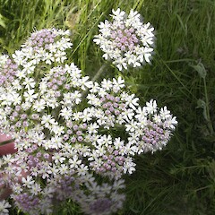 Heracleum sphondylium