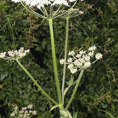 Heracleum sphondylium.<br>Photographer: John Smith-Dodsworth, Licence: <a target='_blank' href='https://creativecommons.org/licenses/by-nc/4.0'>CC BY-NC</a>. <a class='member-message' href='/nzpcn/why-join-nzpcn/' target='_blank'>Members can view a larger version of this image.</a>