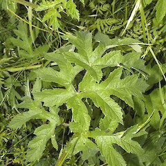 Heracleum sphondylium.<br>Photographer: John Smith-Dodsworth, Licence: <a target='_blank' href='https://creativecommons.org/licenses/by-nc/4.0'>CC BY-NC</a>. <a class='member-message' href='/nzpcn/why-join-nzpcn/' target='_blank'>Members can view a larger version of this image.</a>