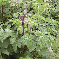 Heracleum sphondylium.<br>Photographer: John Smith-Dodsworth, Licence: <a target='_blank' href='https://creativecommons.org/licenses/by-nc/4.0'>CC BY-NC</a>. <a class='member-message' href='/nzpcn/why-join-nzpcn/' target='_blank'>Members can view a larger version of this image.</a>