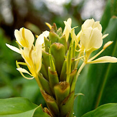 Hedychium flavescens