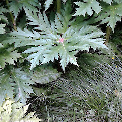 Old hospital grounds, Hanmer, Canterbury - purple streaks on stems, petioles.<br>Photographer: Patrick Enright, Date taken: 15/12/2016, Licence: All rights reserved. <a class='member-message' href='/nzpcn/why-join-nzpcn/' target='_blank'>Members can view a larger version of this image.</a>