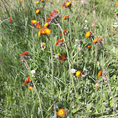 Pilosella aurantiaca subsp. carpathicola