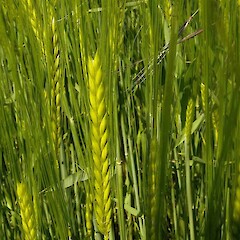 Hordeum vulgare L.<br>Photographer: John Smith-Dodsworth, Licence: <a target='_blank' href='https://creativecommons.org/licenses/by-nc/4.0'>CC BY-NC</a>. <a class='member-message' href='/nzpcn/why-join-nzpcn/' target='_blank'>Members can view a larger version of this image.</a>