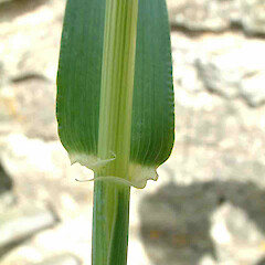 Hordeum vulgare L.<br>Photographer: John Smith-Dodsworth, Licence: <a target='_blank' href='https://creativecommons.org/licenses/by-nc/4.0'>CC BY-NC</a>. <a class='member-message' href='/nzpcn/why-join-nzpcn/' target='_blank'>Members can view a larger version of this image.</a>